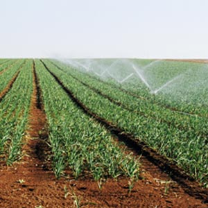 Irrigation System in Function